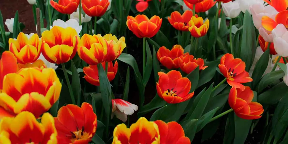 Festival del Tulipán Holandés en Atlixco: celebración que impulsa la economía local