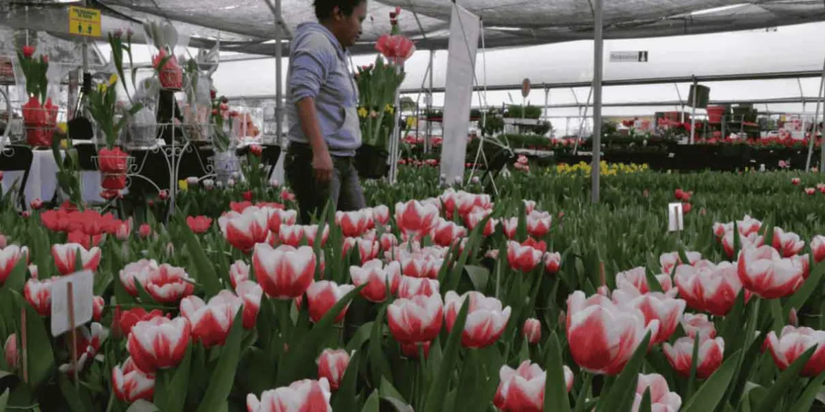 Se espera la venta de 200 mil tulipanes en Atlixco