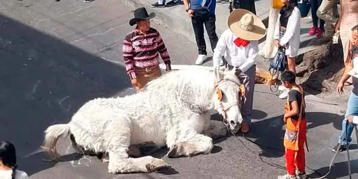MALTRATO. Caballo que transportaba a quinceañera colapsó en calles de Atlixco 