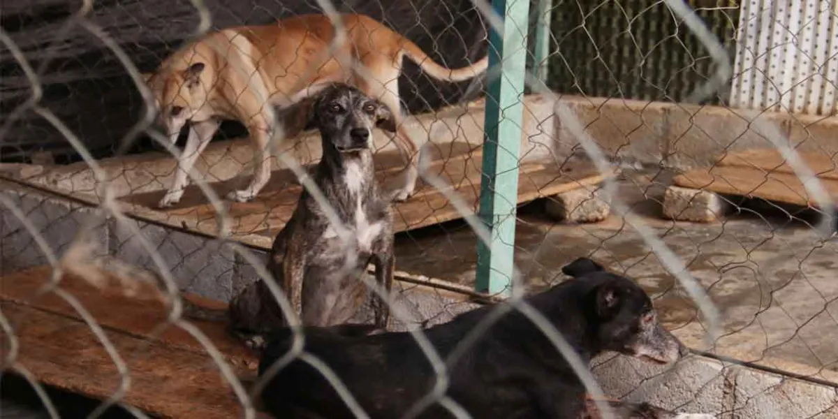En aumento el maltrato animal, hay 63 denuncias ante la Fiscalía