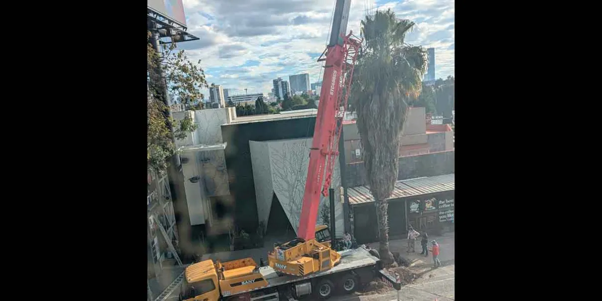 Primero permitieron derribo de palmera y después denunciaron a empresa ante Fiscalia