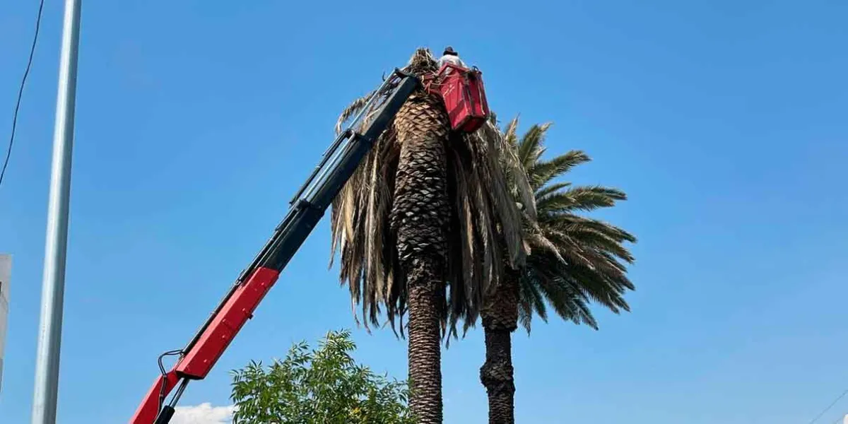 Entorno seguro con poda de palmeras en la colonia La Paz y Avenida Juárez