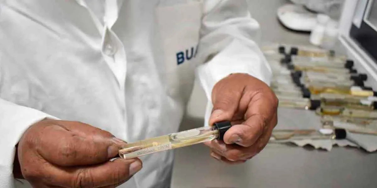 La federación elimina becas a programas de postgrado; BUAP y UPAEP las más afectadas