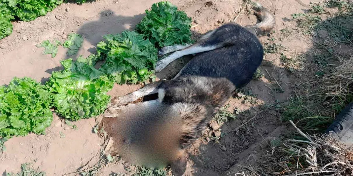Crueldad animal en Texmelucan: Denuncian envenenamiento de perros en Tecatlzingo
