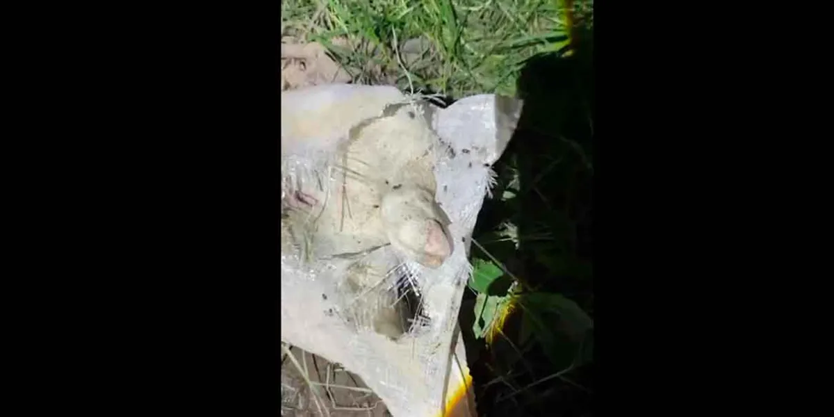 Cadáver de becerro muerto en canal de riego en Texmelucan causa alarma