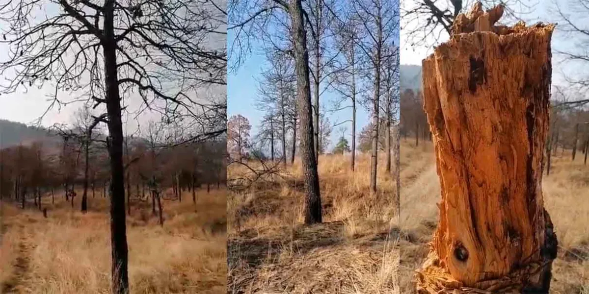 Día de la Tierra amargo en Serdán: Plaga y vandalismo amenazan los cerros