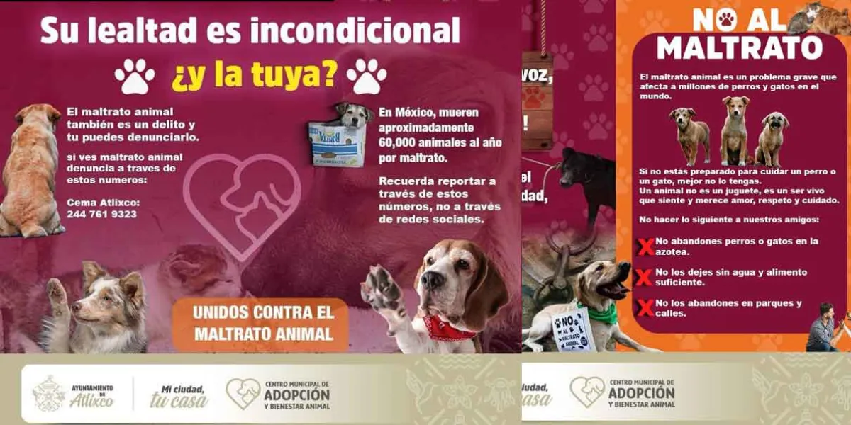  Conoce cómo puedes denunciar el MALTRATO ANIMAL en Atlixco