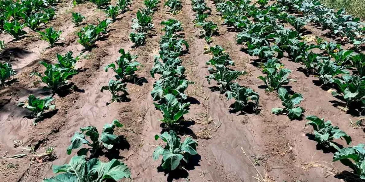 Helada primaveral sorprende y daña cultivos en San Salvador El Verde y municipios vecinos