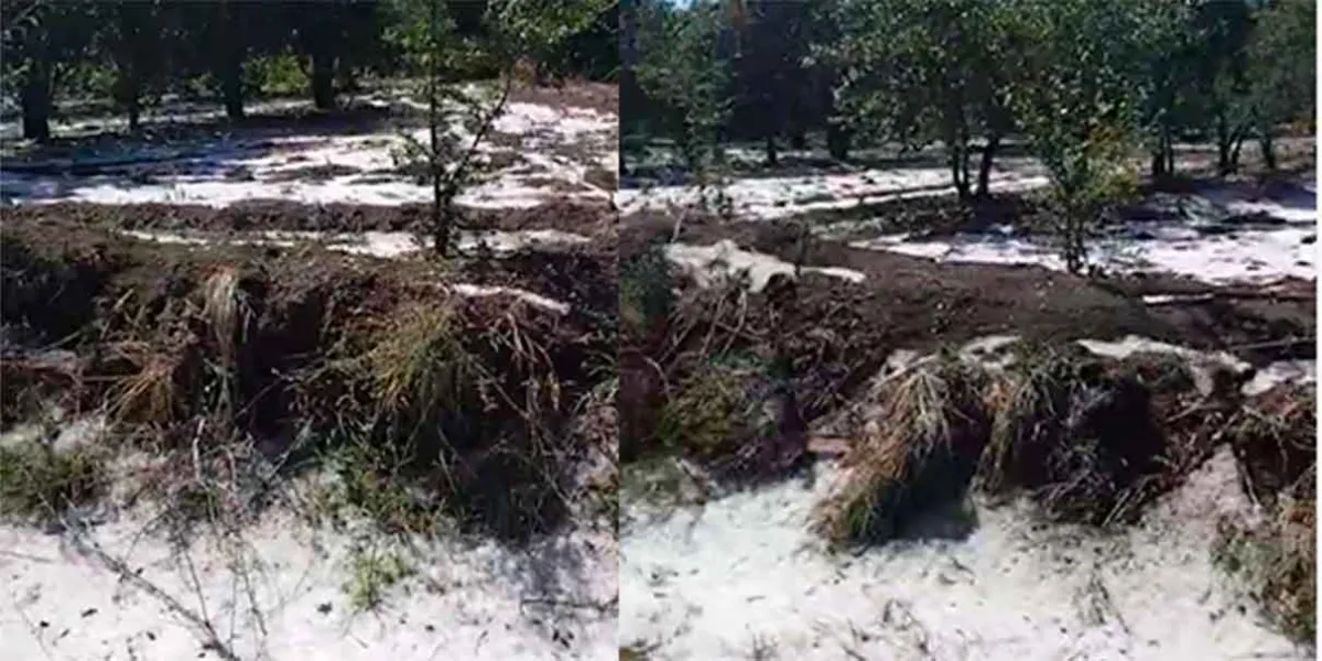 Advierten pérdidas millonarias en El Verde por granizada y helada negra