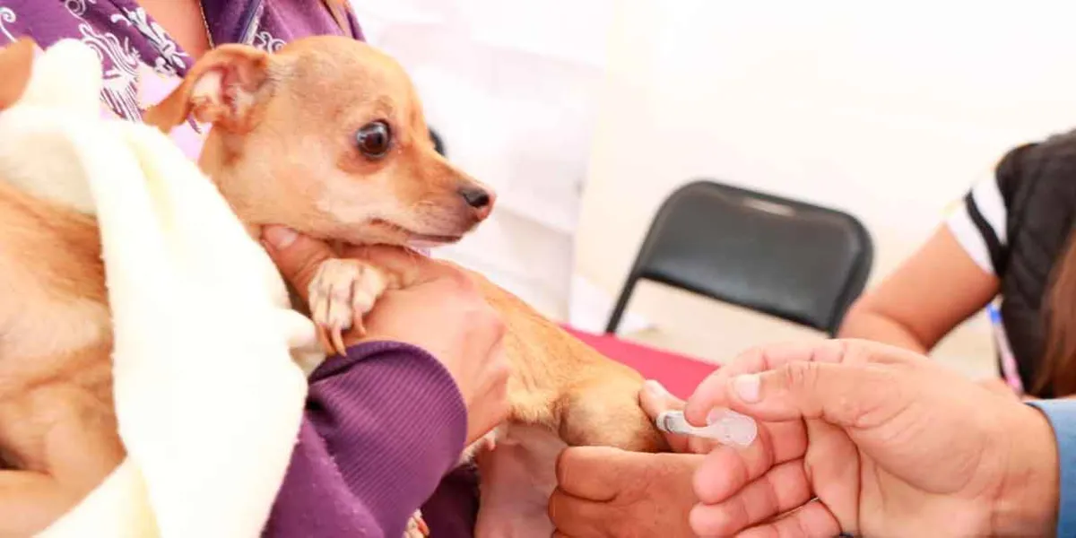 Atlixco aplica miles de vacunas antirrábicas y facilita adopciones