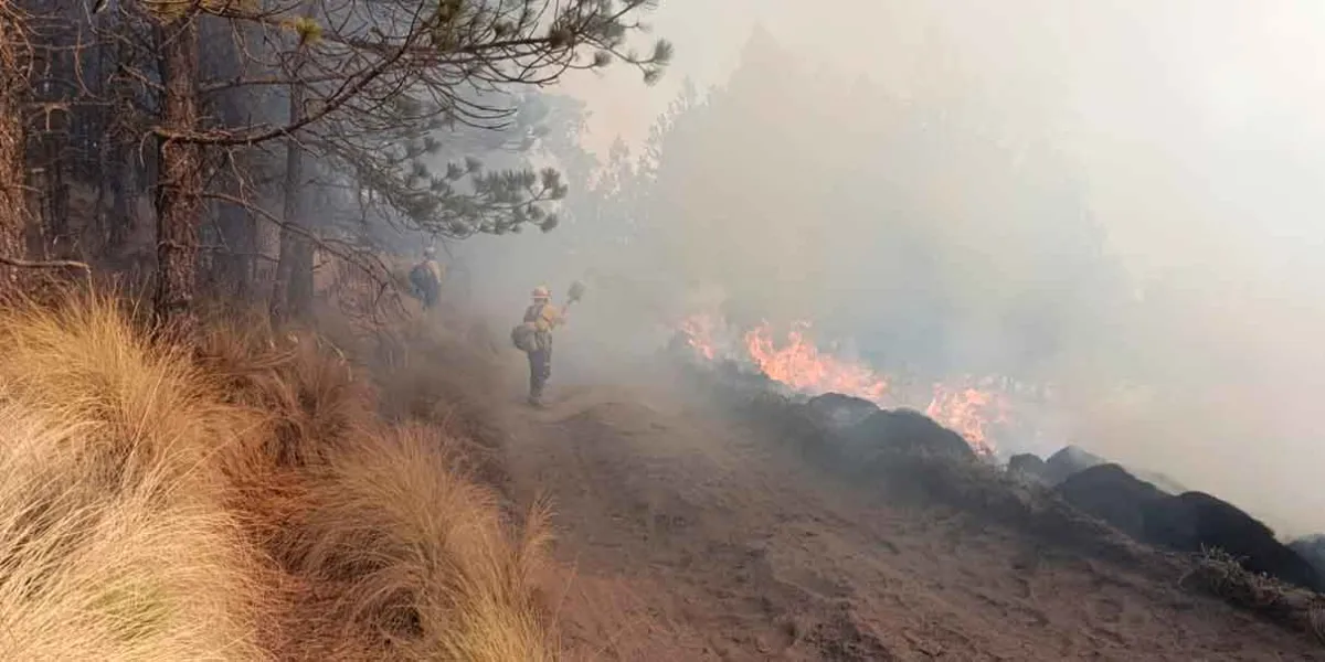 Voraces incendios calcinaron el bosque poblano