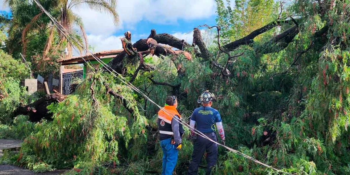 Colapsan árboles en Atlixco tras tormenta genera controversia