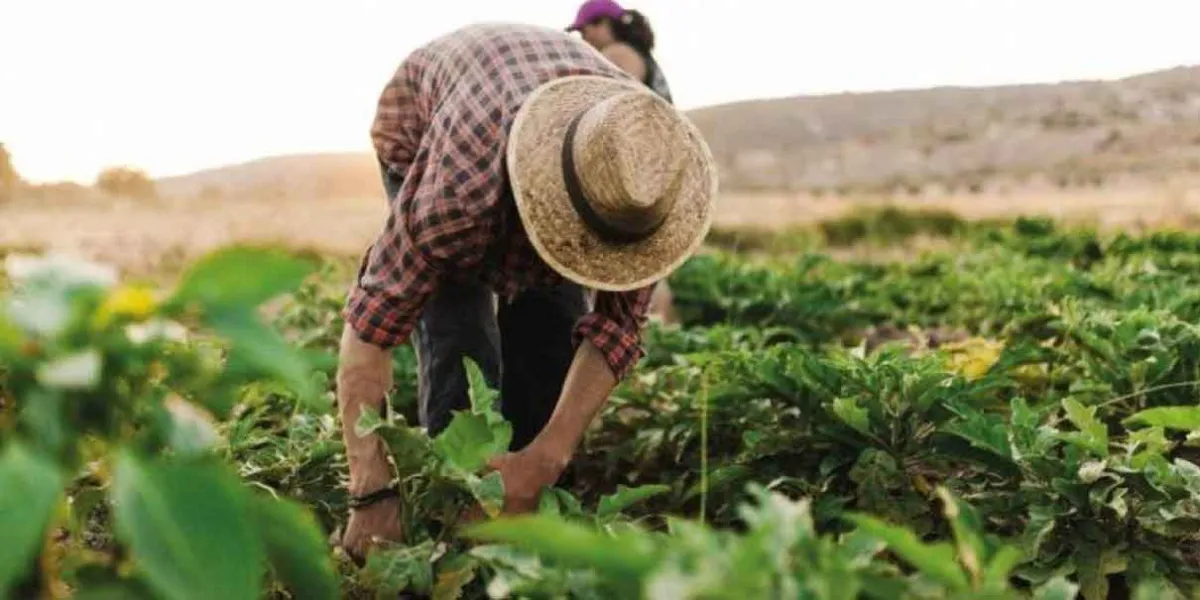 Gobierno de Puebla entrega indemnizaciones a agricultores tras afectaciones climáticas en cuatro municipios