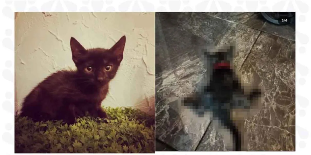 FGE vincula a proceso a hombre por crueldad animal en Huauchinango