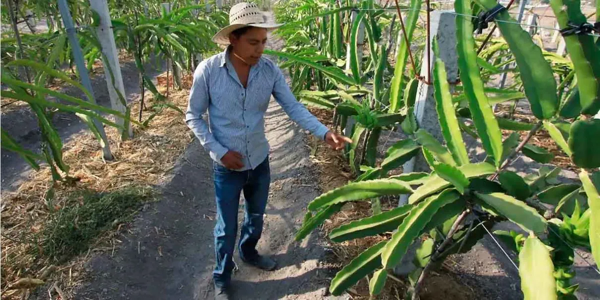 Conagua descartó daños agrícolas en municipios por falta de lluvias 