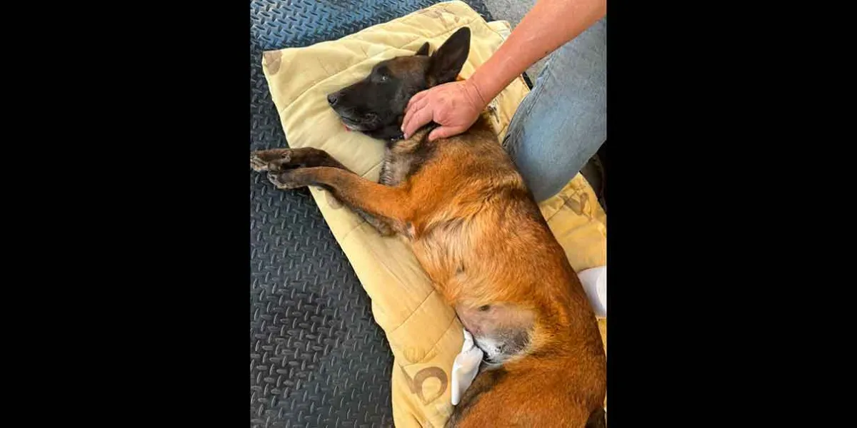 Texmelucan implementa jornadas de esterilización para perros en situación de calle