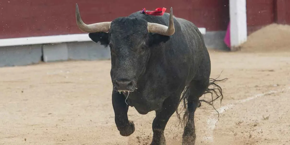 La corrida de toros y peleas de gallos calentarán debate en el Congreso poblano