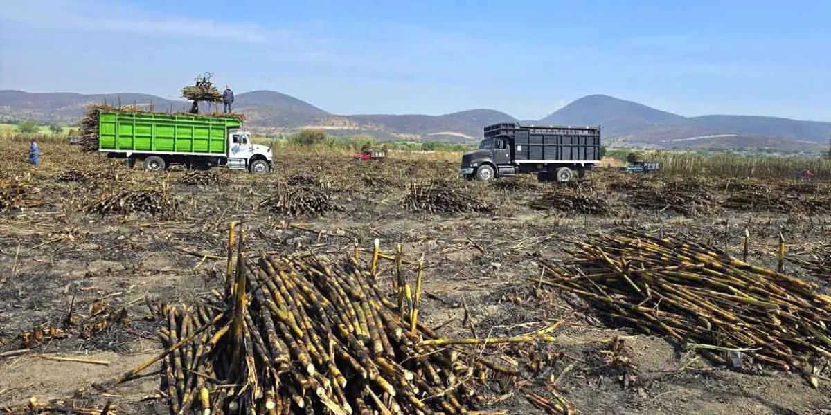Cierre exitoso de la zafra impulsa la economía de la Mixteca poblana