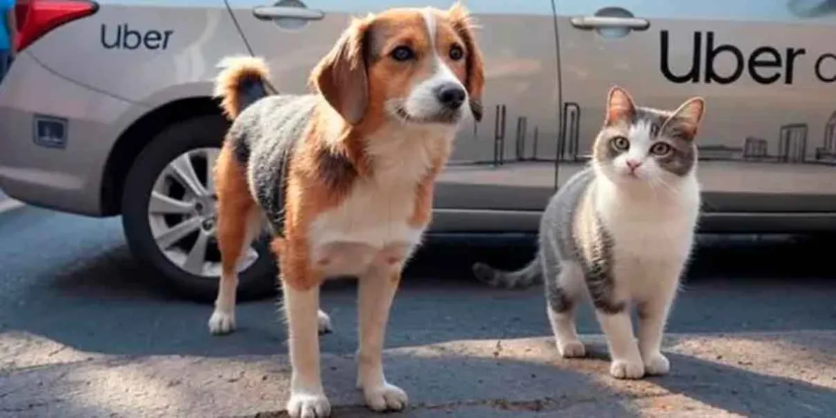 Puebla estrena Uber Pet: Ahora puedes viajar con tu perro o gato