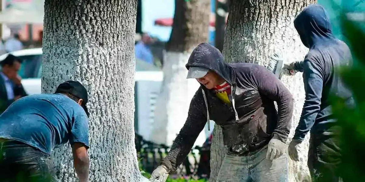 Congreso de Puebla aprueba reformas para regular el encalado de árboles urbanos