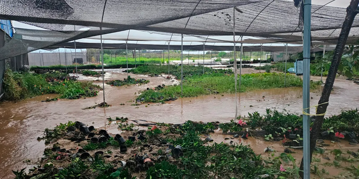 Lluvia atípica provoca nuevo desbordamiento en Atlixco; viveristas reportan pérdidas de hasta el 100%