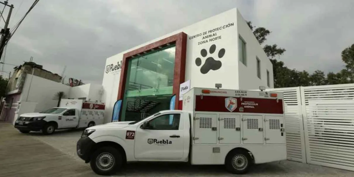 Lento avance en municipios para contar con Centros del Bienestar Animal
