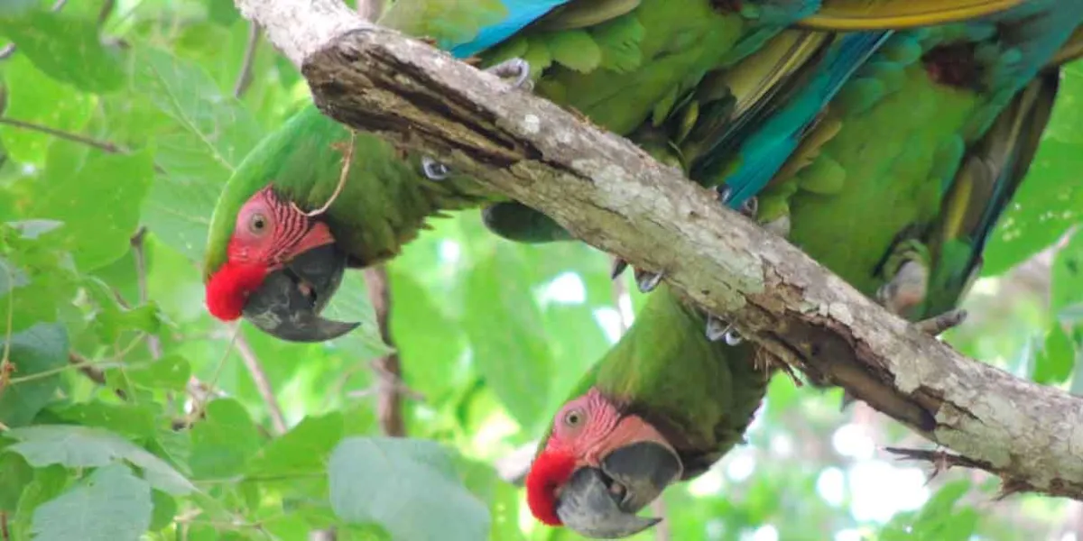 Nacen guacamayas verdes en peligro de extinción en Flor del Bosque