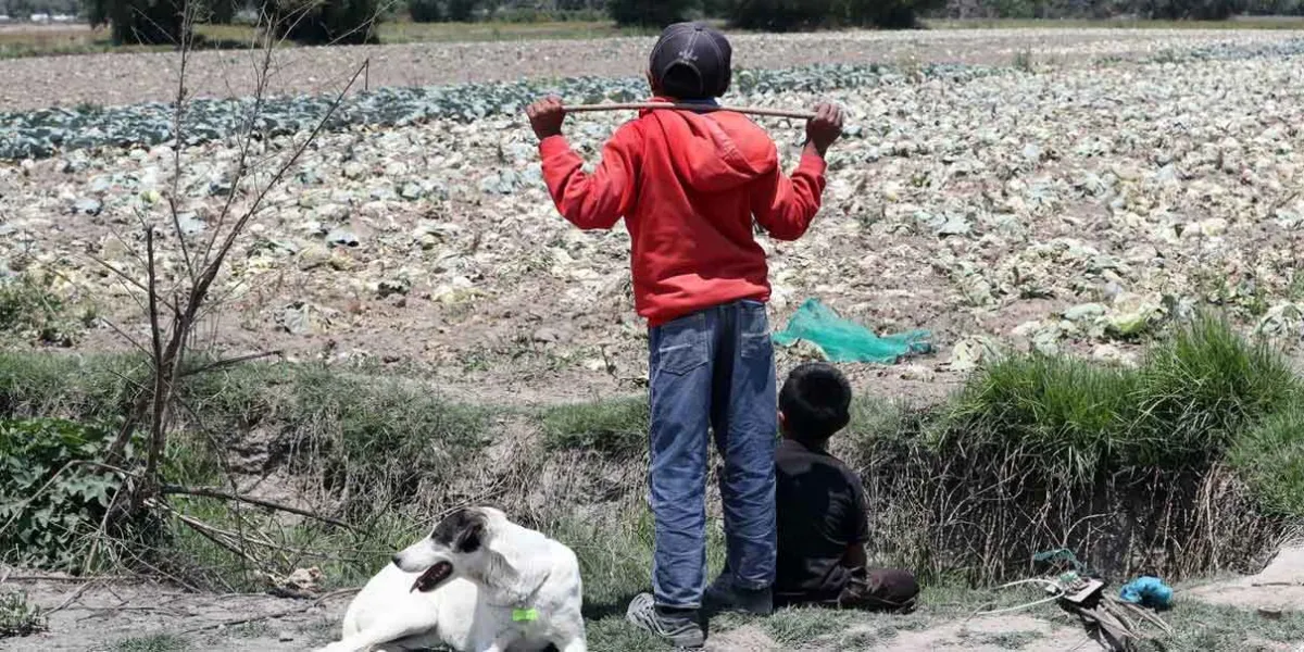 Proponen elevar a 10 años de prisión el halconeo en Puebla que implique a menores de edad
