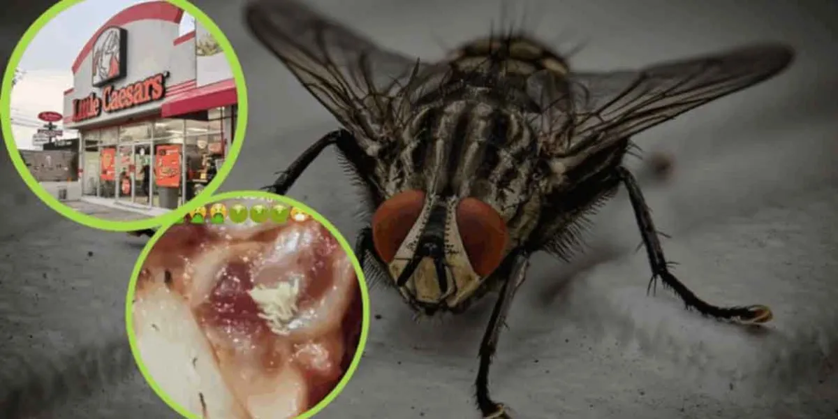 Usuaria de TikTok denuncia huevos de mosca en pizza de Little Caesars 