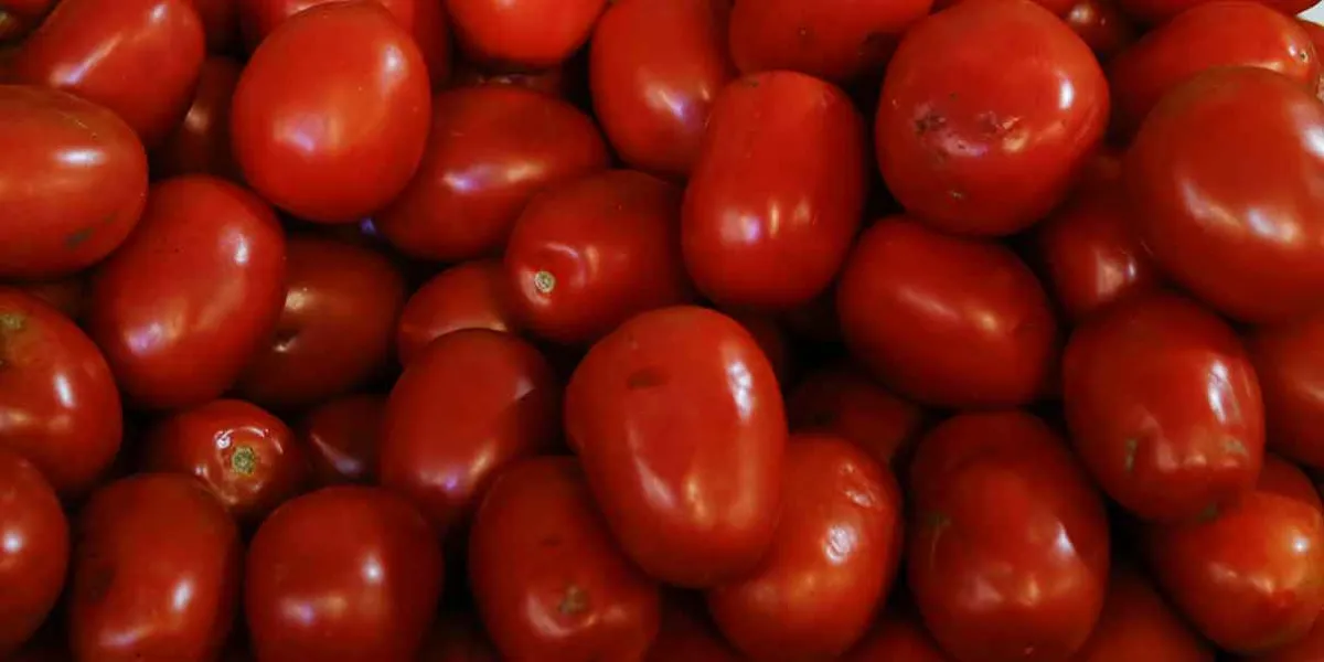 Exportación de jitomate en riesgo