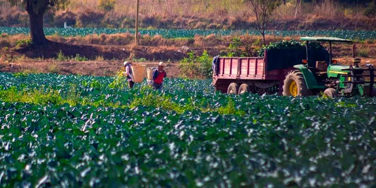 Este mes habrá mes beneficios agrícolas en la capital poblana