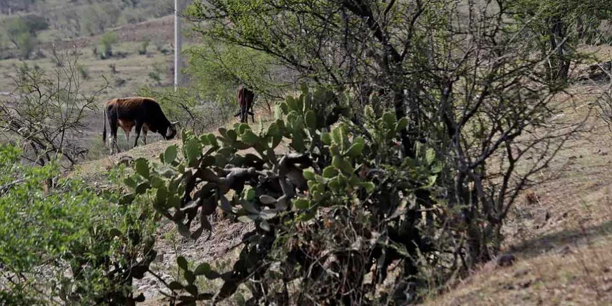 Escasez de agua divide a zonas urbanas y agricultores en Puebla