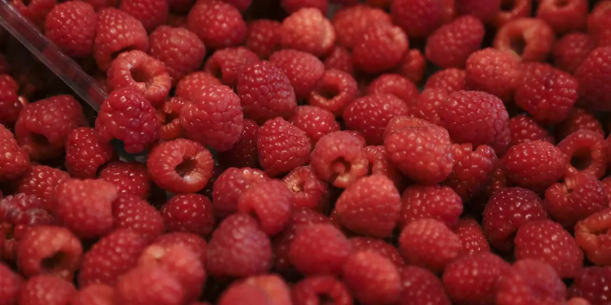 Visita y disfruta la Feria de las Berries en San Diego Buenavista