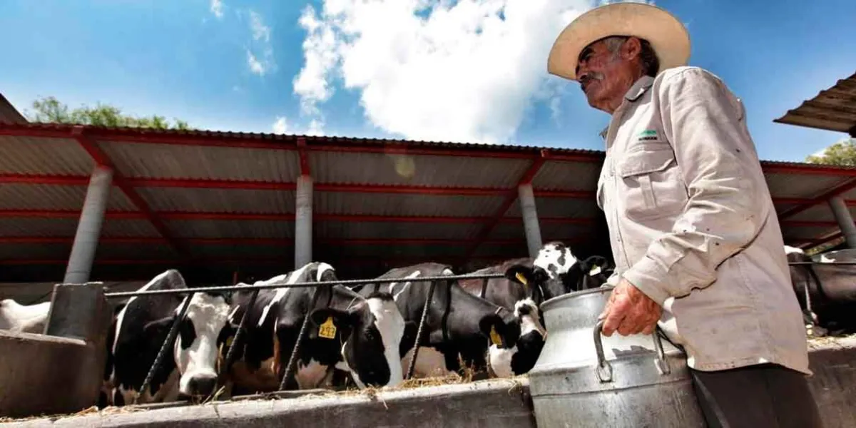 Congreso de Puebla reactivará Ley Ganadera después de 19 años de estar congelada