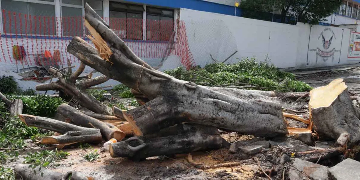 Lluvias han derribado 121 árboles, 30 zonas inundadas y 14 hundimientos en la capital