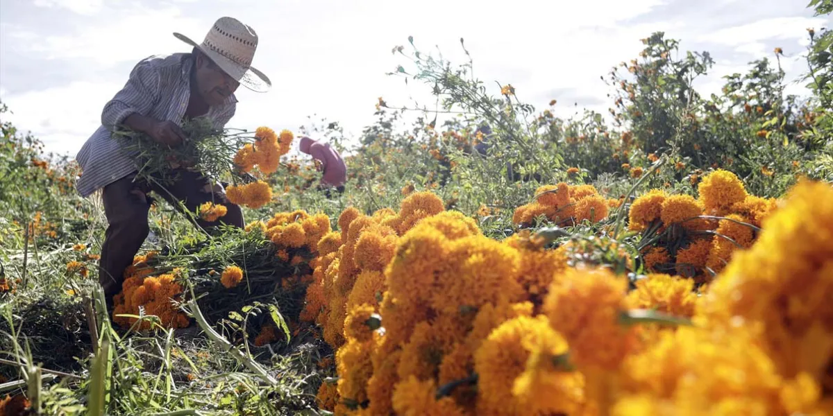 Atlixco en plena floración económica: inicia la venta de cempasúchil en Santa Rita
