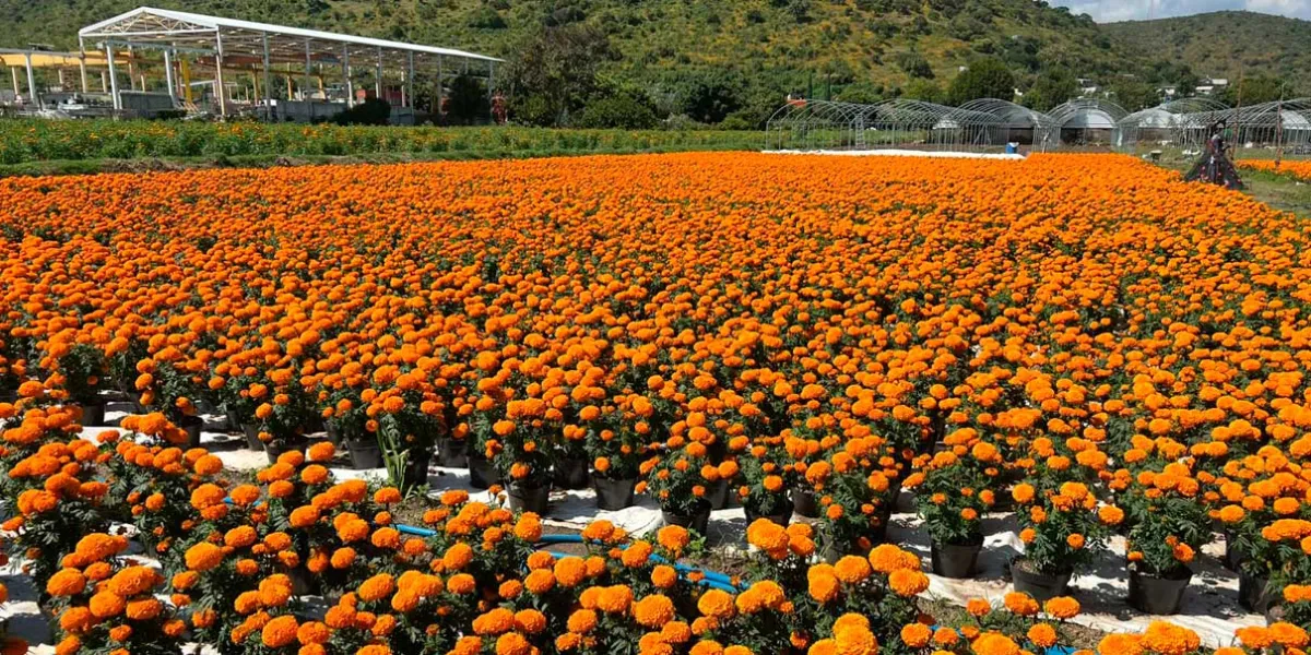 La prevención es crucial para los productores de flor de Cempasúchil de Atlixco