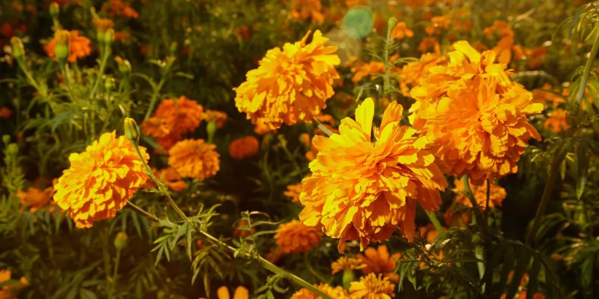 La flor de Cempasúchil de Atlixco adornará altares de 14 estados del país
