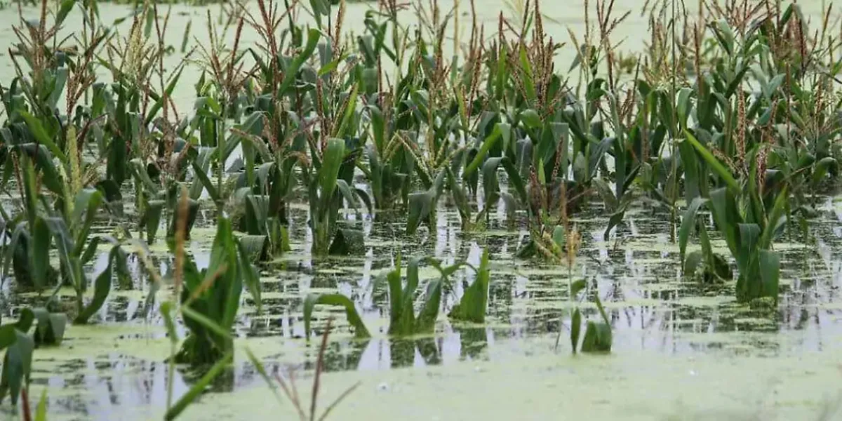 Más de 2 mil 800 productores afectados en la Sierra Norte; el censo aún no termina