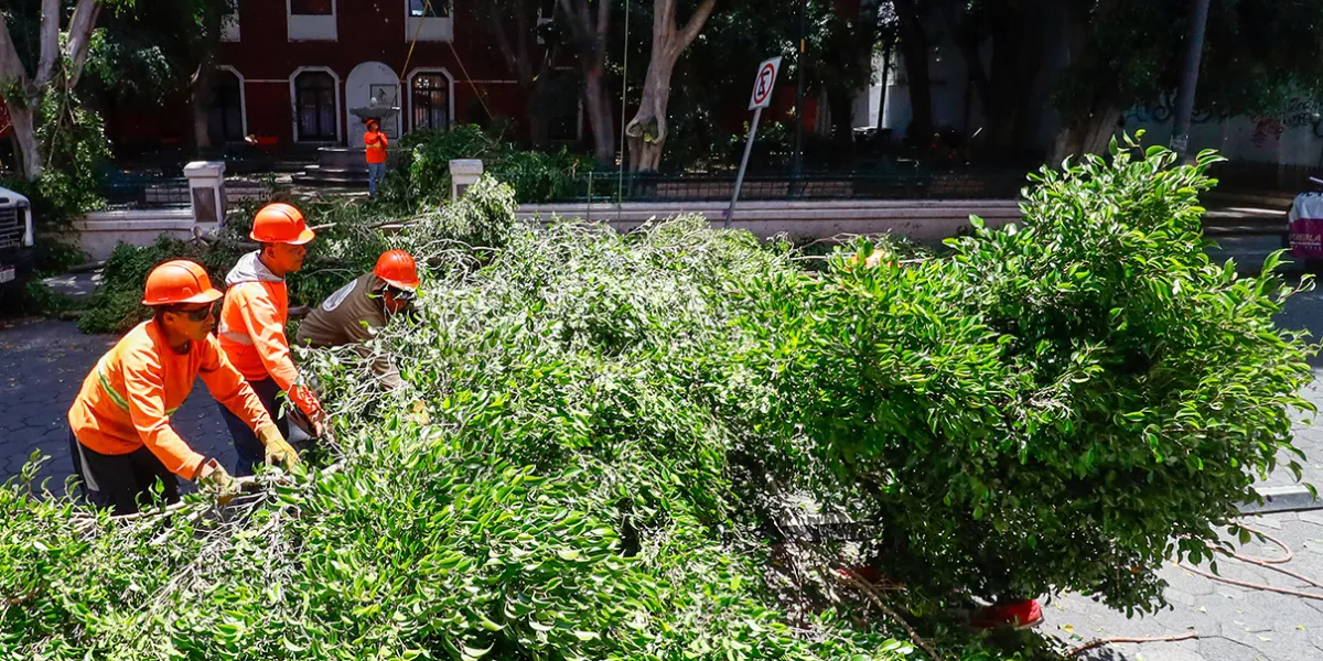 Ayuntamiento de Puebla derriba casi 900 árboles por seguridad durante temporada de lluvias