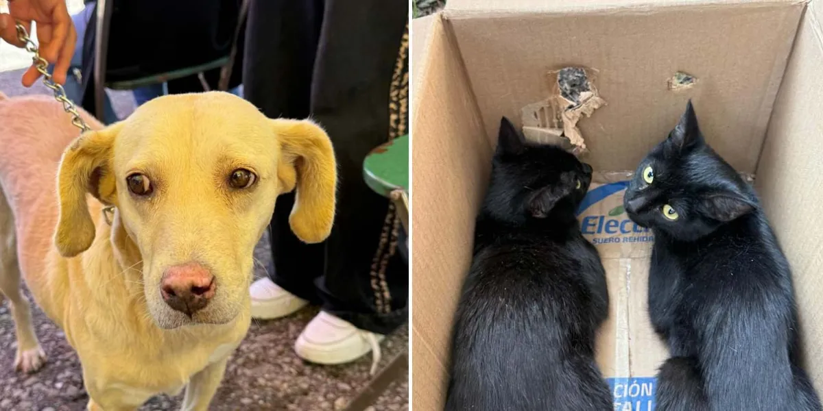 Puebla fortalece el cuidado de mascotas con las Jornadas de Protección Animal