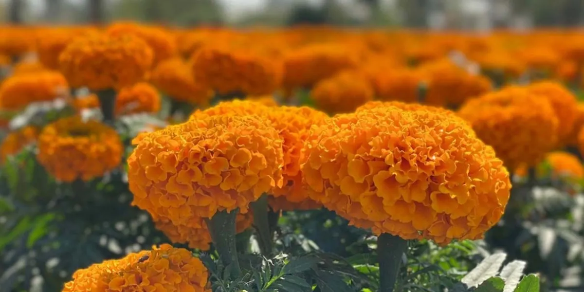 Puebla venderá 40 mdp de flor de Cempasúchil
