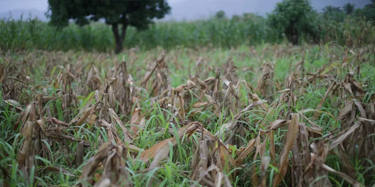 Tormentas destruyeron mil 141 hectáreas de cultivos; hay 963 productores afectados