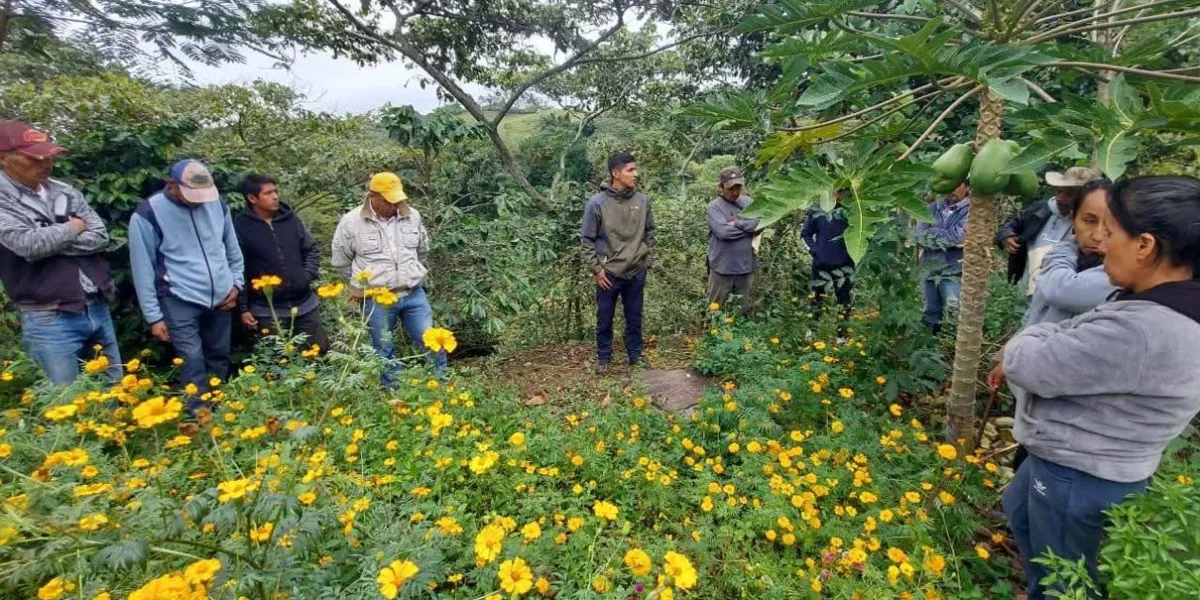 Productores de café en Tlacuilotepec reciben apoyo técnico para cosechas más sanas y sostenibles