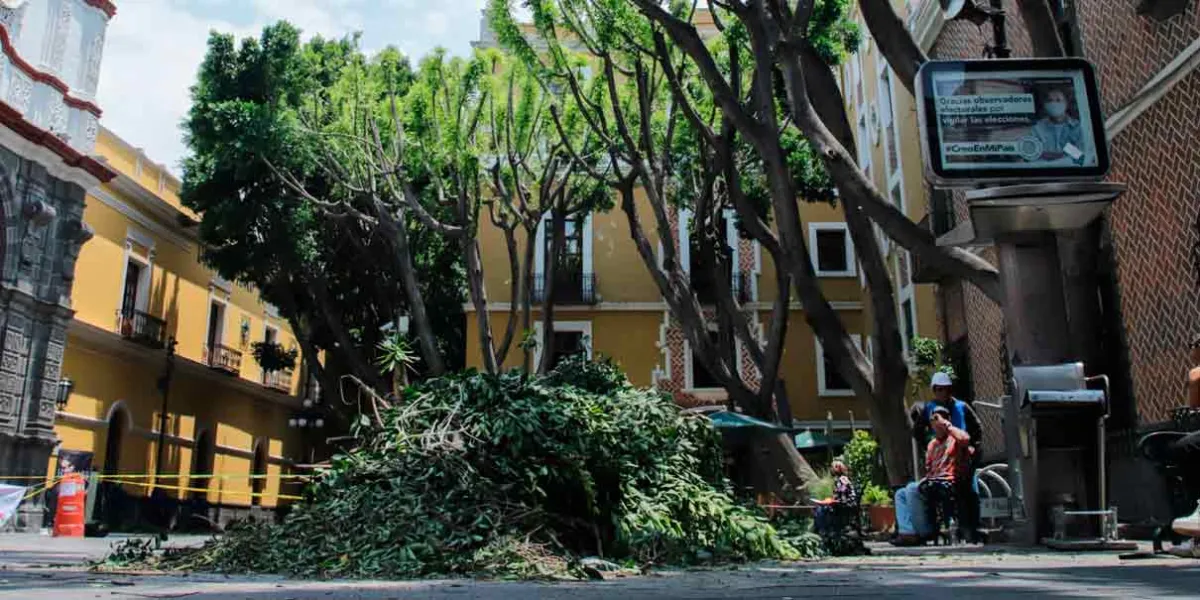 En tiempo récord se han mejorado casi 14 mil árboles en la ciudad