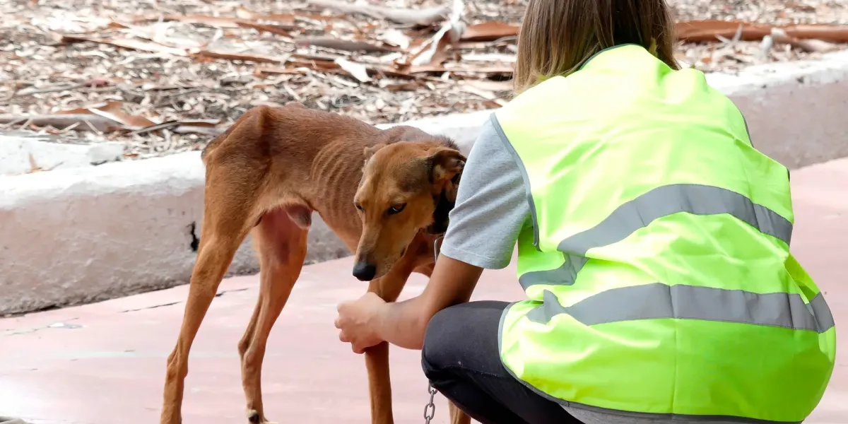 Protectoras de Animales de Texmelucan, llaman a evitar comprar mascotas
