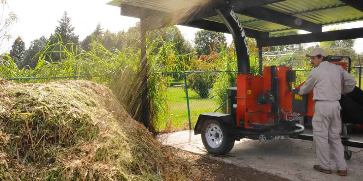 Colecta BUAP árboles de Navidad para elaboración de composta
