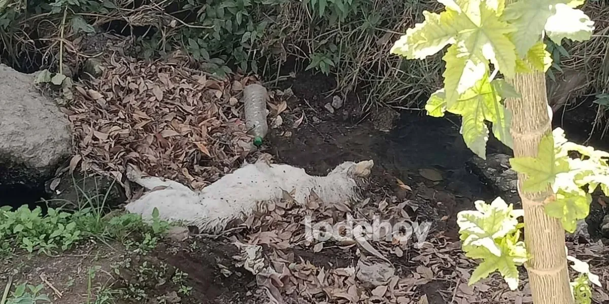 Denuncian envenenamiento de perros en Texmelucan; vecinos piden acción inmediata de Bienestar Animal