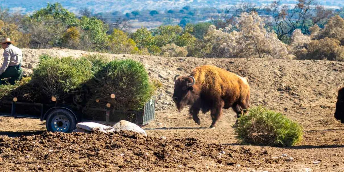 Gobierno de la Ciudad y Africam Safari inician campaña de reciclaje de árboles de Navidad