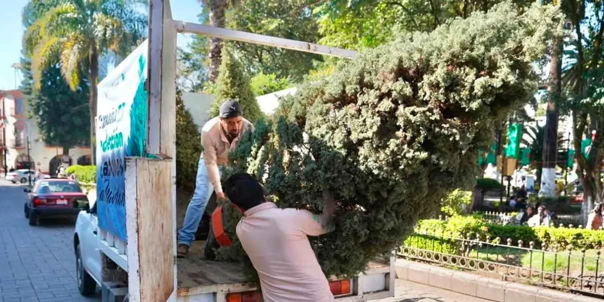 Huauchinango exhortó a reciclar árboles de navidad y cuidar el medio ambiente